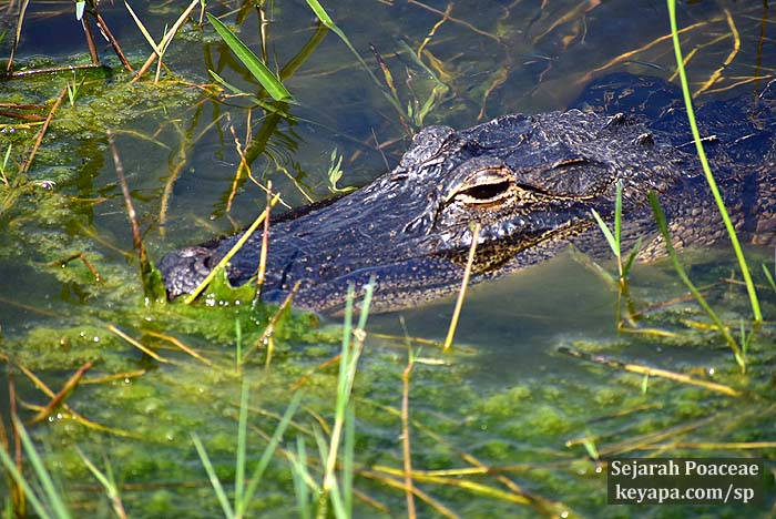 Why Alligator Encounters are a Botanizing Hazard in Gatorland