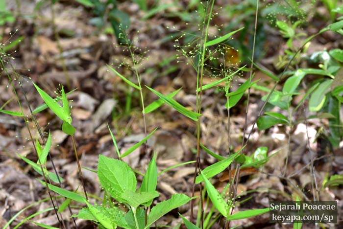 Dichanthelium commutatum at Wekiwa Springs State Park.