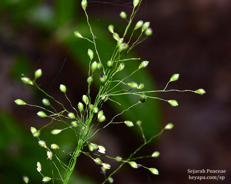 Dichanthelium commutatum at Wekiwa Springs State Park.