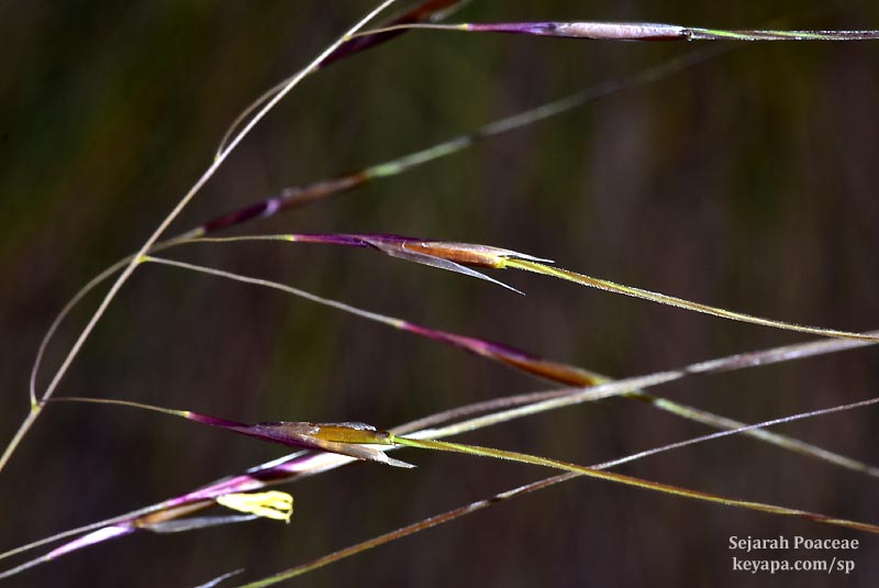 Piptochaetium sp (Speargrass) at Wekiwa Springs State Park.