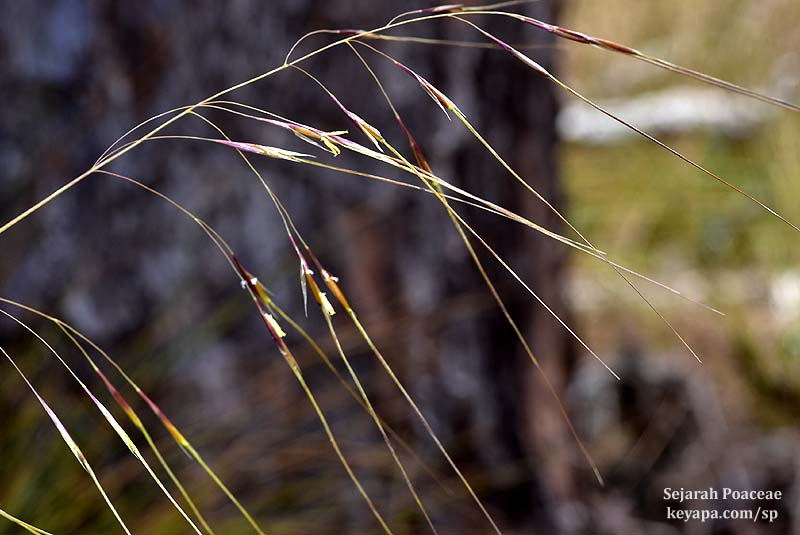 Piptochaetium sp (Speargrass) at Wekiwa Springs State Park.