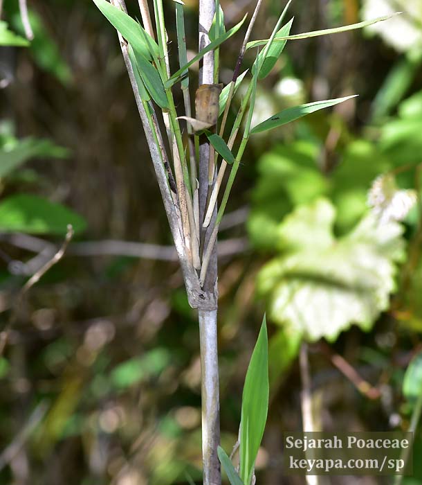 Arundinaria tecta temperate woody bamboo at Wekiwa Springs State Park. Close up of culm node showing steep angle of branches to culm, a characteristic of the genus.