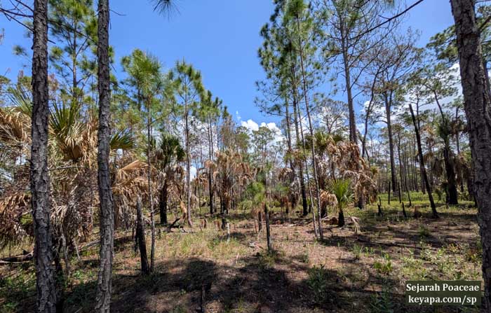 Long leaf pine  at Lake Kissimmee State Park near Orlando, FL.