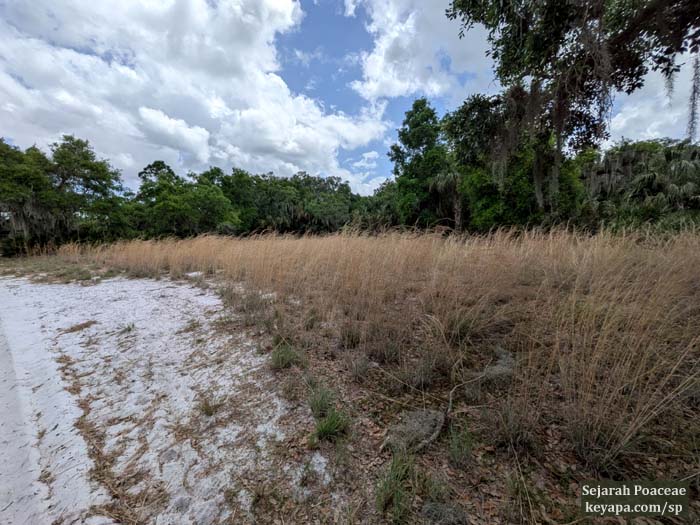Anatherum spp dominates the landscape.