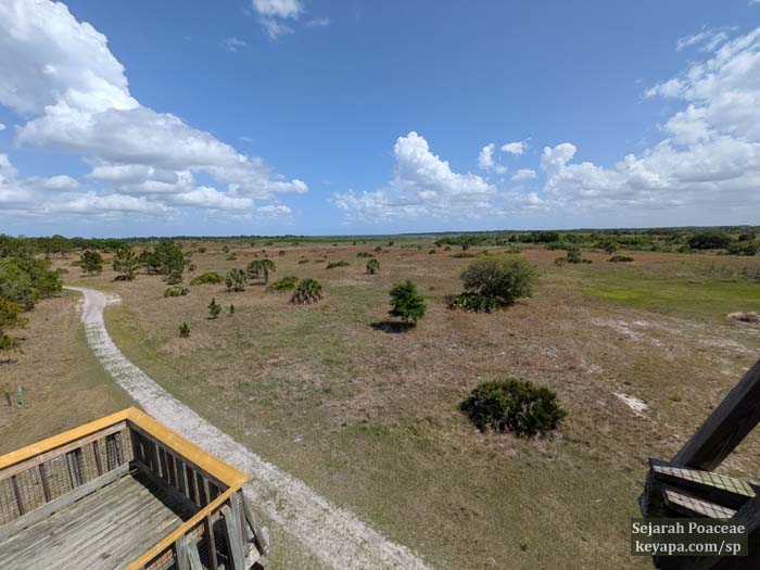 View atop the Observation Tower at Lake Kissimmee State Park near Orlando, FL.