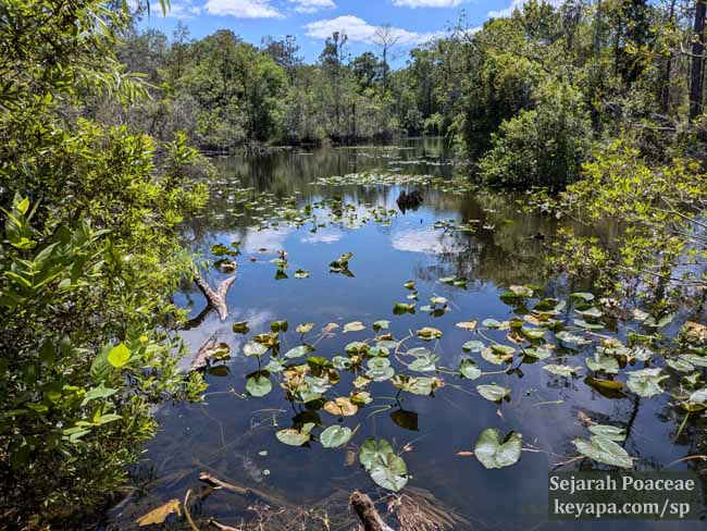 Sandy Lake with water lilies at Wekiwa Springs State Park. 