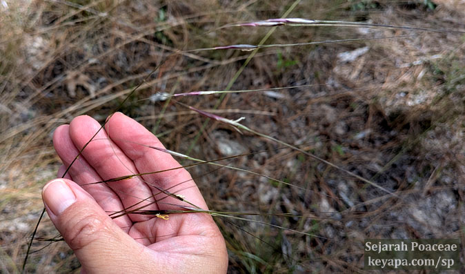 Piptochaetium (Florida Speargrass) at Wekiwa Springs State Park. 