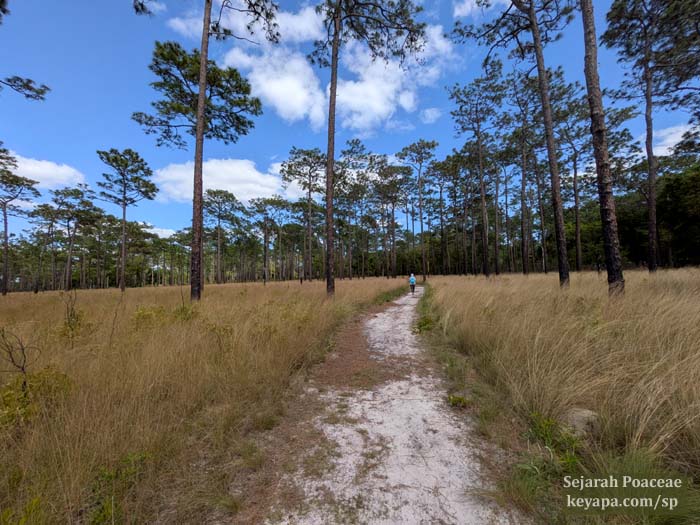 Dense growth of grasses with long leaf pine at Wekiwa Springs State Park.