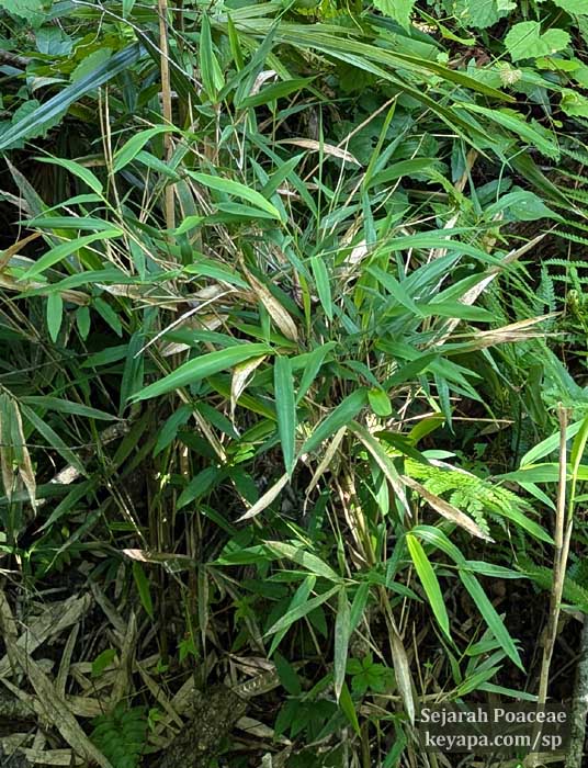 Arundinaria tecta temperate woody bamboo at  Wekiwa Springs State Park. 