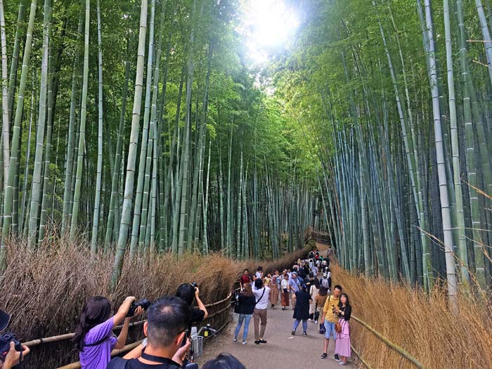 Phyllostachys edulis in Japan