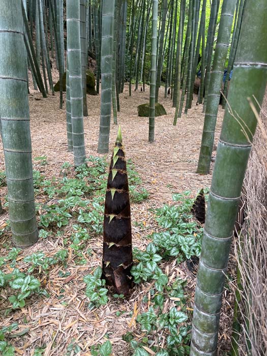Phyllostachys edulis with emerging culm in Japan. 