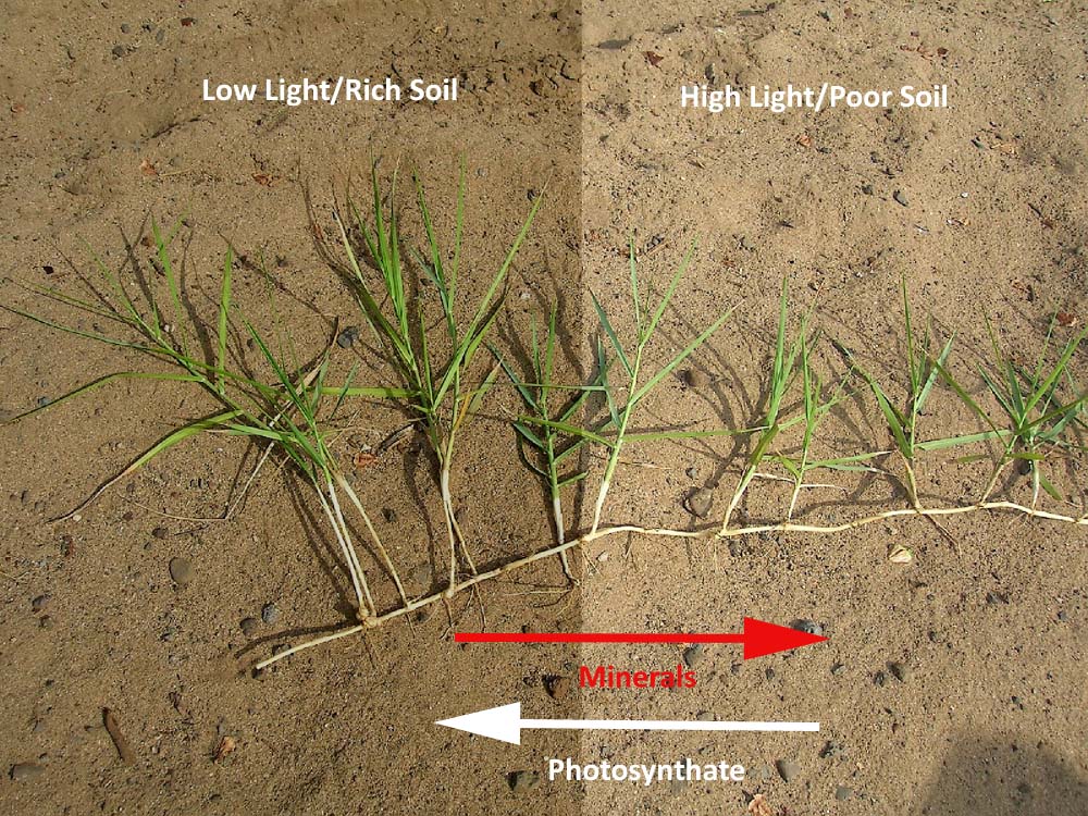 Clonal integration strategy.