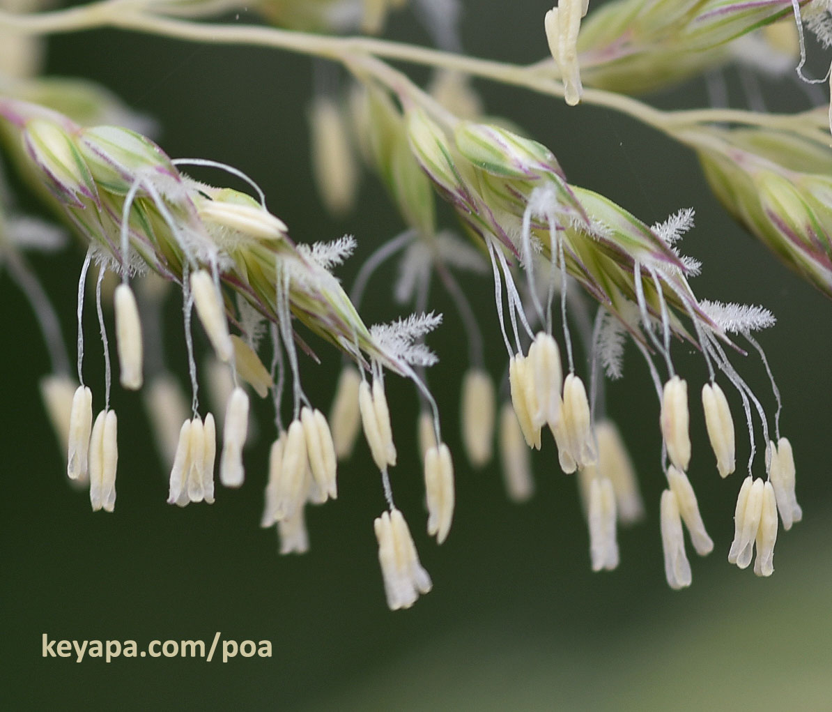 The Beauty of Grass Flowers #1