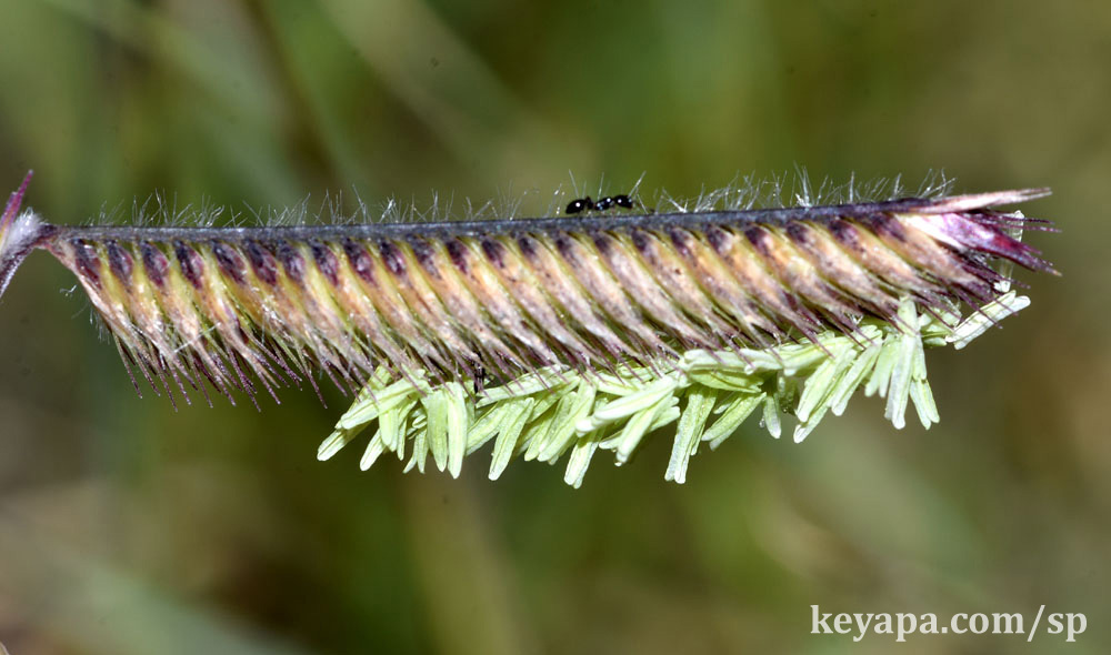 Bouteloua gracilis (flowers/spikelets/inflorescence).