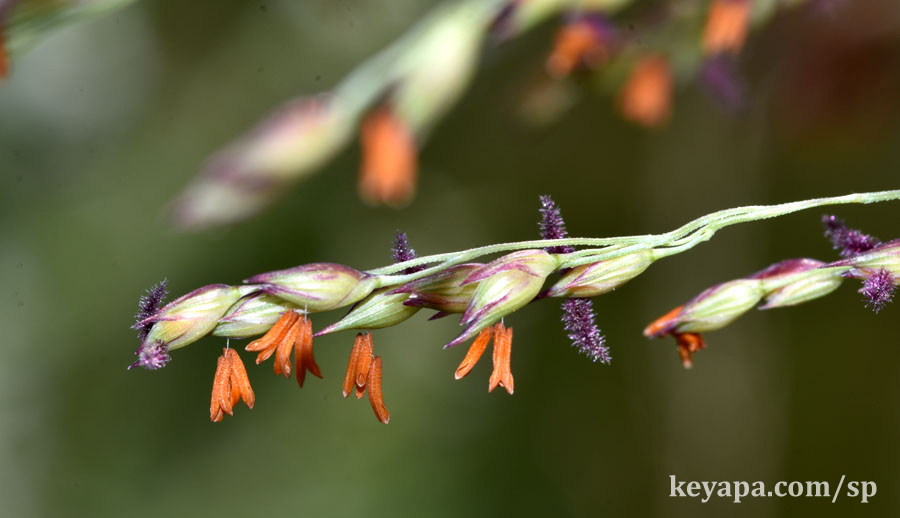 Panicum virgatum (flowers/spikelets/inflorescence).