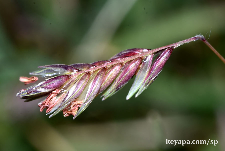 Bouteloua dactyloides (flowers/spikelets/inflorescence).