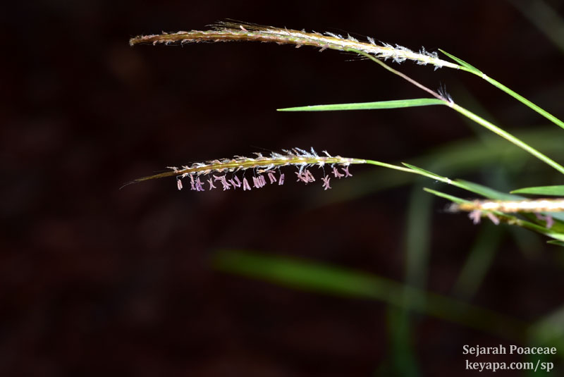 Pogonatherum paniceum inflorescence.