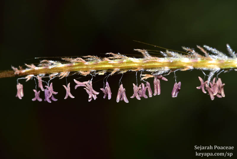 Pogonatherum paniceum inflorescence. Both the anthers and stigma are purple in color.