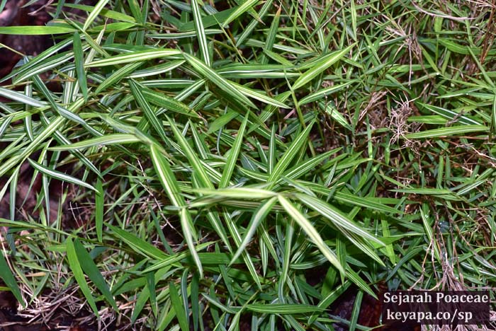 Pogonatherum paniceum variegated leaves.
