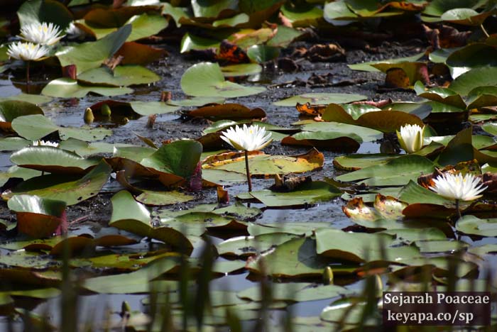 Water lilies in small lake.