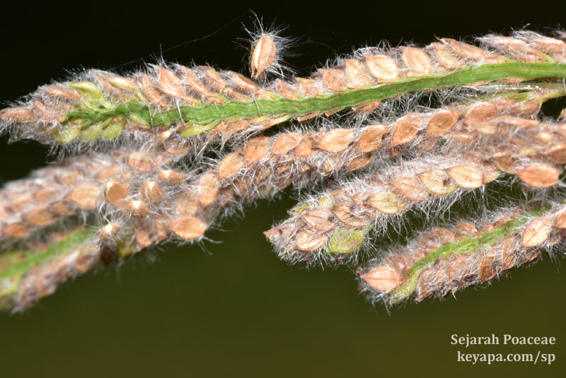 Paspalum urvillei diaspores.