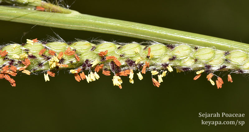Paspalum urvillei spikelets, with purple stigmas and anthers that are either yellow or orange in color.