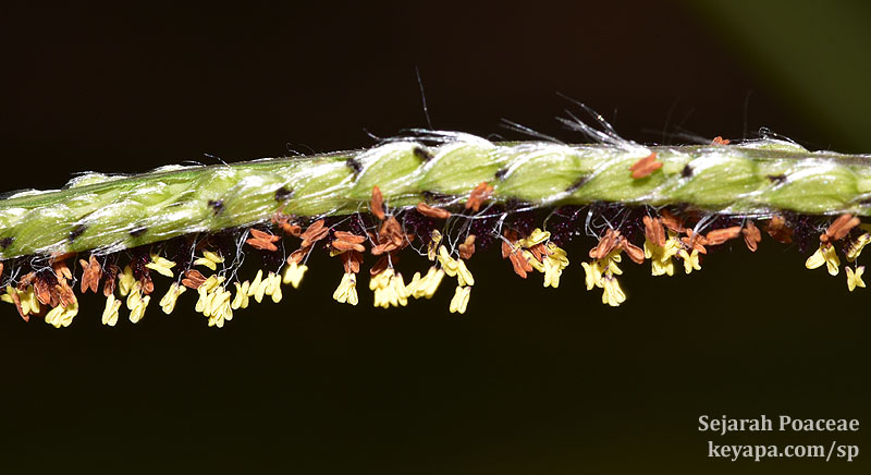 Paspalum urvillei spikelets, with purple stigmas and anthers that are either yellow or orange in color.