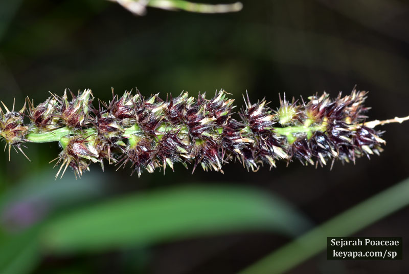 Cenchrus echinatus (?) inflorescence in in Puerto Baquerizo Moreno in San Cristobal in the Galapagos Islands.