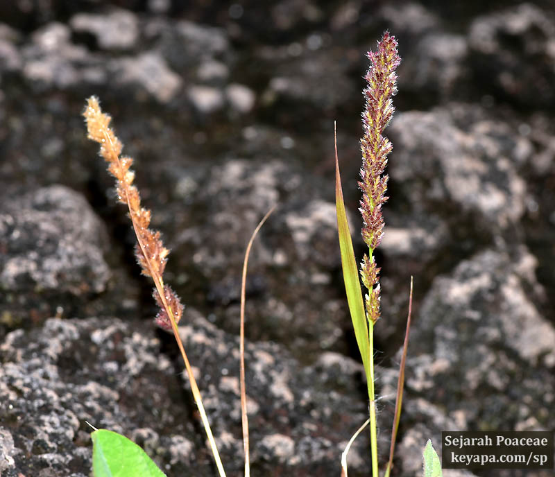 Eragrostis ciliaris in Puerto Baquerizo Moreno in San Cristobal in the Galapagos Islands.