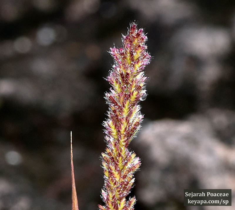 Eragrostis ciliaris in Puerto Baquerizo Moreno in San Cristobal in the Galapagos Islands.