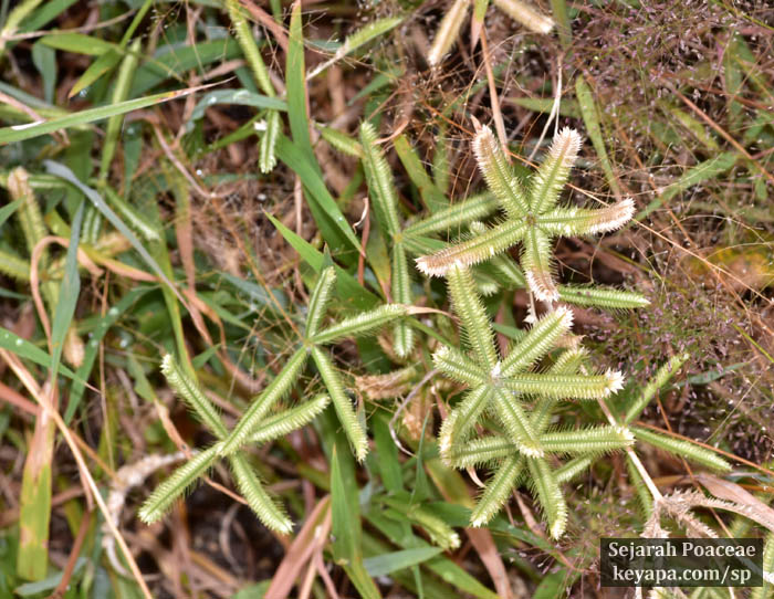 Dactyloctenium aegyptium with its digitate inflorescence.