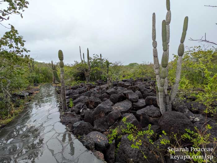 The trails in the town of Puerto Baquerizo Moreno in San Cristobal in the Galapagos Islands are pavers or some elegant volcanic stones.