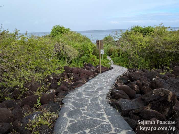 The trails in the town of Puerto Baquerizo Moreno in San Cristobal in the Galapagos Islands are pavers or some elegant volcanic stones.