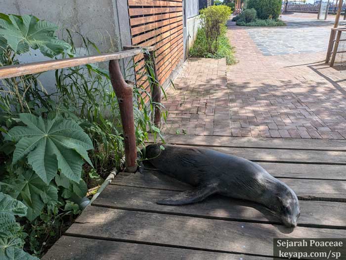 The sea lion made itself comfortable after driving me away from photographing a grass specimen.