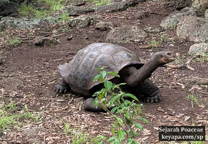 Galapagos tortoise at the San Cristobal Galapaguera de Cerro Colorado Tortoise Reserve.