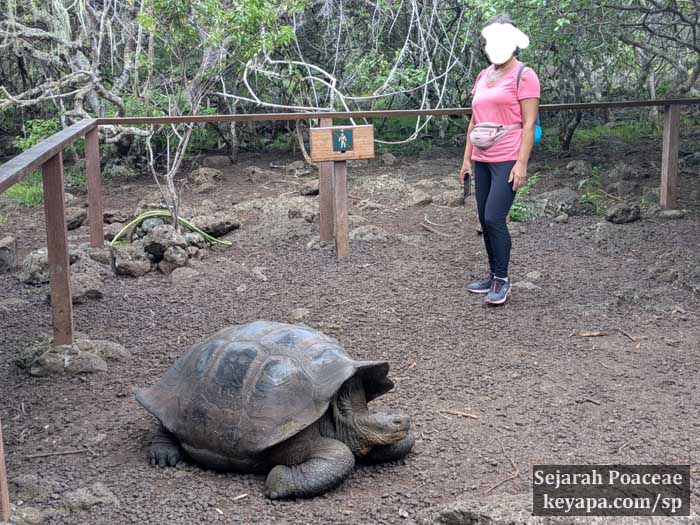 Galapagos tortoise at the San Cristobal Galapaguera de Cerro Colorado Tortoise Reserve.