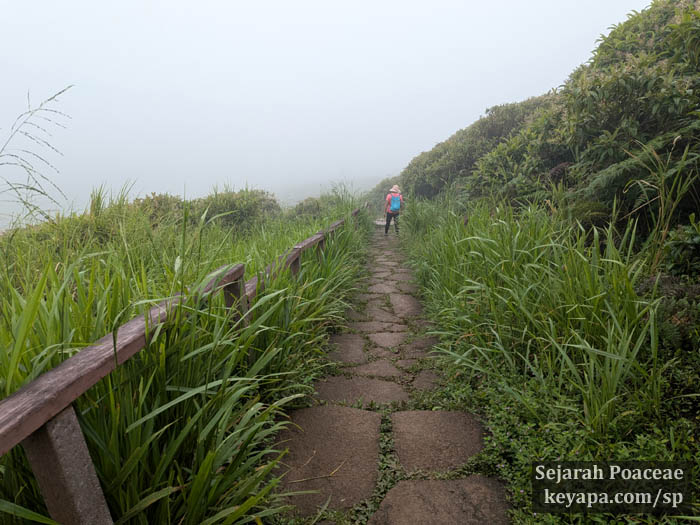 Megathyrsus maximus flanking the path to Laguna El Junco, the largest freshwater lake in the Galapagos, in San Cristobal island.