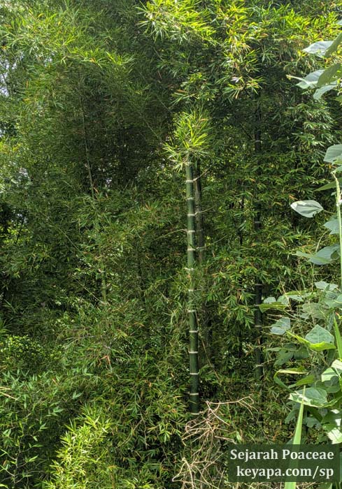 Guadua angustifolia on the road back to Puerto Baquerizo Moreno in San Cristobal in the Galapagos Islands.