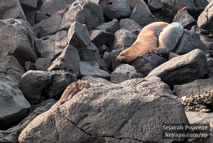 Sea lions and marine iguana on the beach and rocks next to the town center. Often times they were right next to us on the playa.