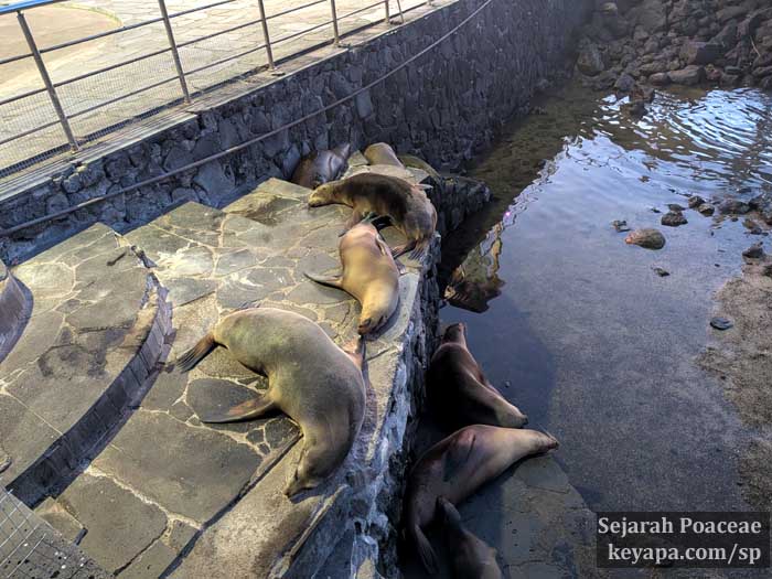 Sea lions sleeping on the steps leading up to the pier at sunset, in front of the main town center.