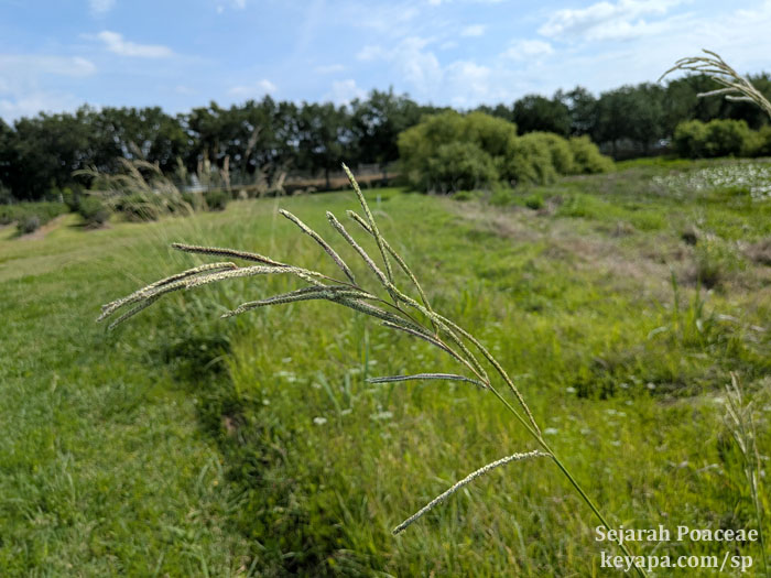 Paspalum urvillei inflorescence.