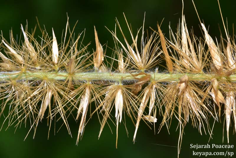 Cenchrus purpureus inflorescence and spikelets.