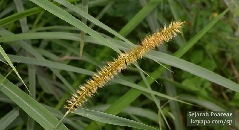 Cenchrus purpureus inflorescence.