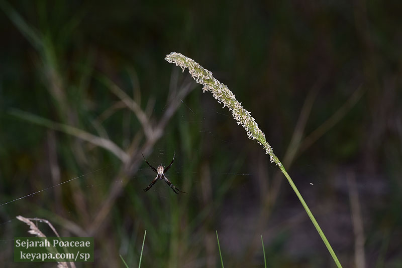Sporobolus virginicus inflorescence and spider in Santa Cruz Island, Galapagos, Ecuador.