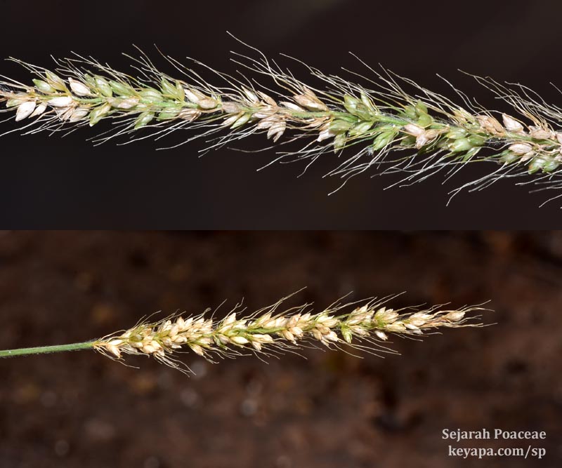 Setaria setosa in Santa Cruz Island, Galapagos, Ecuador.