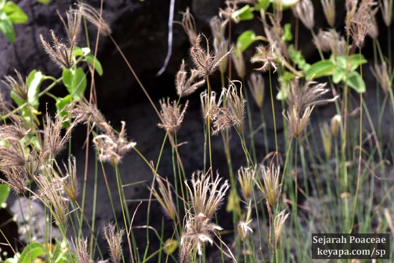 A surreal assemblage of Chloris virgata inflorescence reach out in the undergrowth,  in Santa Cruz Island, Galapagos, Ecuador. 