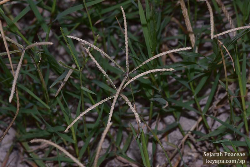 Cynodon dactylon in Puerto Villamil, Isla Isabela, Galapagos Islands.