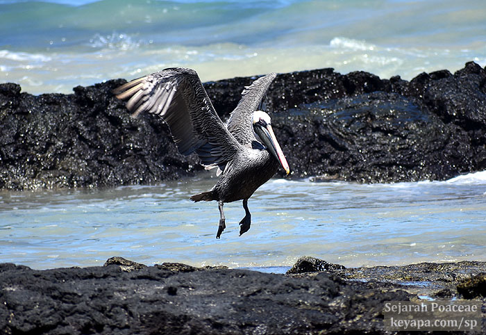A pelican lands on the rocky shores at the Malecon of Puerto Villamil, Isla Isabela, Galapagos Islands.