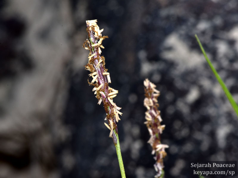 Zoysia matrella in Puerto Villamil, Isla Isabela, Galapagos Islands.
