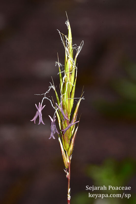 Anthoxanthum odoratum is plentiful in the area around El TelefériQo, and even in the Paramo above.